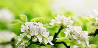 SAPORI DI PRIMAVERA