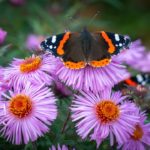 red-admiral-3168197_1280